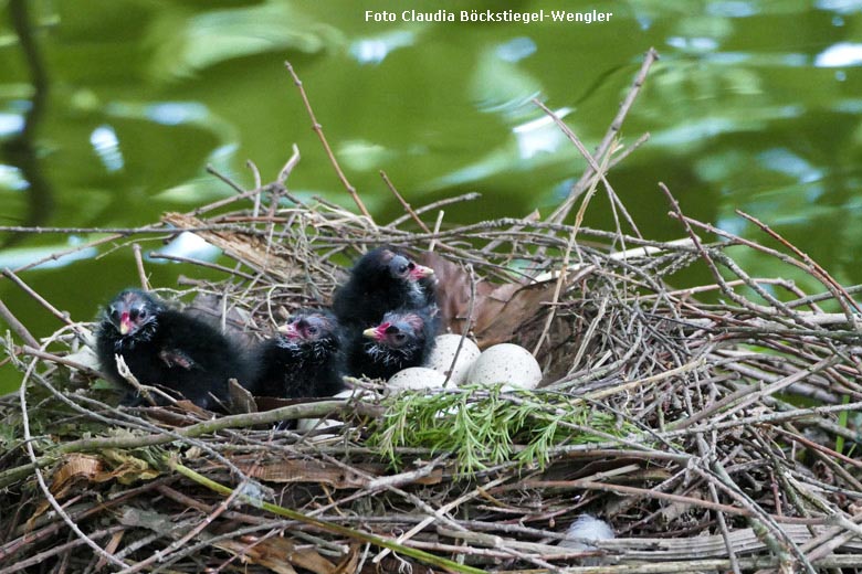 Grünfüßige Teichhuhn-Küken neben Eiern im Nest am 19. Mai 2018 im Zoologischen Garten Wuppertal (Foto Claudia Böckstiegel-Wengler)