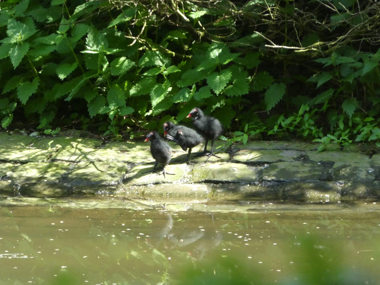 Drei Küken des Grünfüßigen Teichhuhns am 31. Mai 2018 im Grünen Zoo Wuppertal