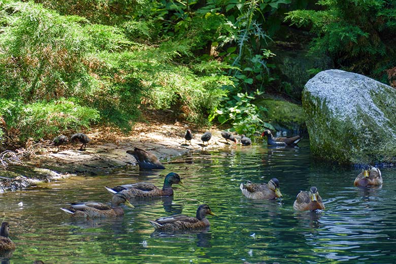 Sechs Küken des Grünfüßigen Teichhuhns am 30. Juli 2022 am Rand des Teiches für Wassergeflügel im Grünen Zoo Wuppertal