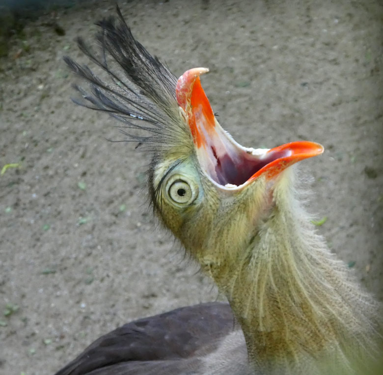 Rufende Rotfußseriema am 4. Mai 2018 auf der Außenanlage am Vogelhaus im Zoo Wuppertal
