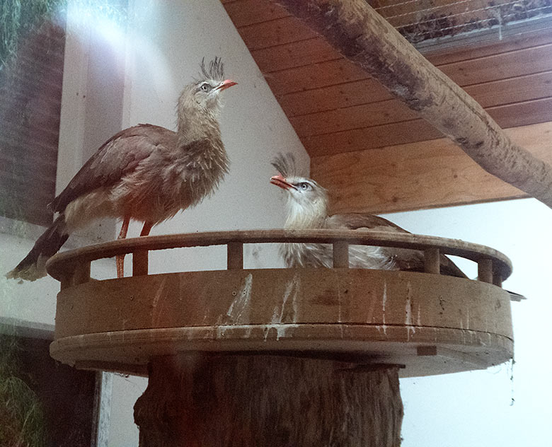 Seriema-Paar am 14. Juli 2019 auf dem Nest im Greifvogel-Haus im Grünen Zoo Wuppertal