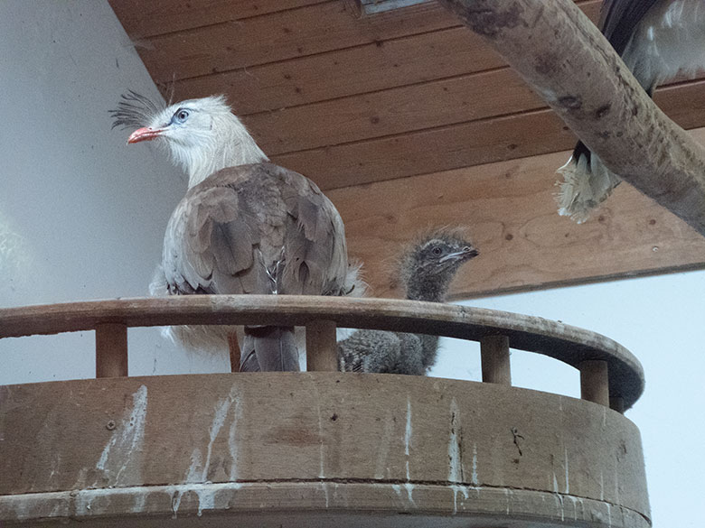 Seriema mit Küken am 20. Juli 2019 auf dem Nest im Greifvogel-Haus im Grünen Zoo Wuppertal