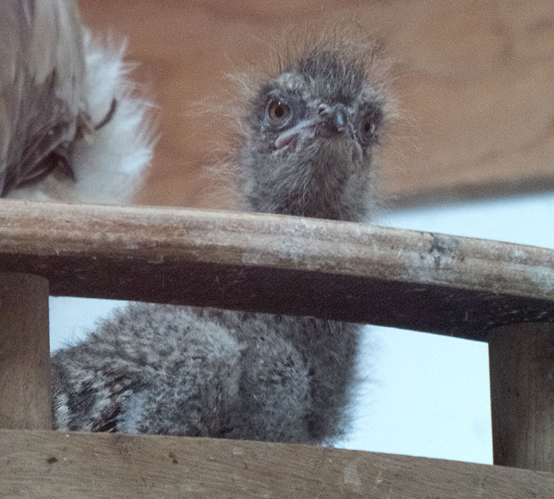 Seriema-Jungtier am 20. Juli 2019 auf dem Nest im Greifvogel-Haus im Zoologischen Garten Wuppertal