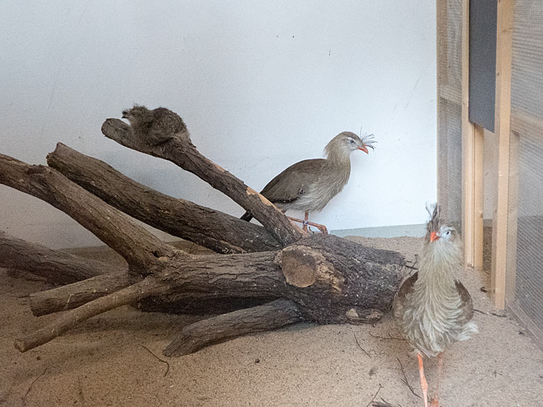 Seriema-Paar mit Seriema-Küken am 4. August 2019 im Greifvogel-Haus im Zoo Wuppertal