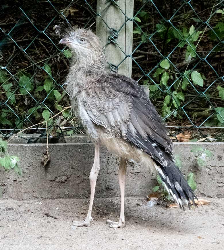 Seriema-Jungtier am 5. September 2019 in der Außenvoliere am Greifvogel-Haus im Zoo Wuppertal