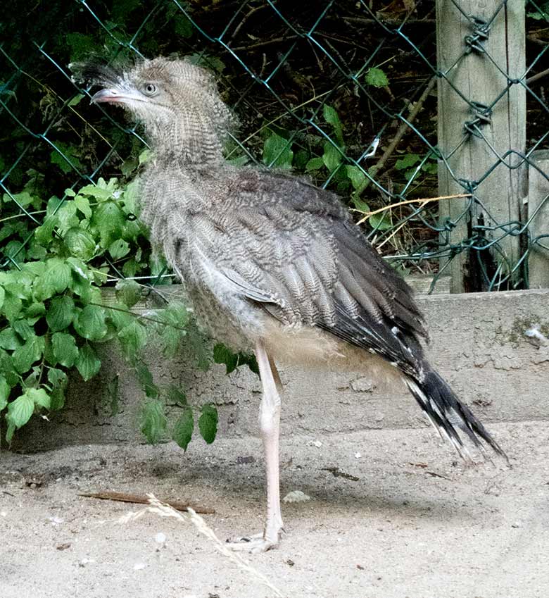 Seriema-Jungtier am 5. September 2019 in der Außenvoliere am Greifvogel-Haus im Wuppertaler Zoo