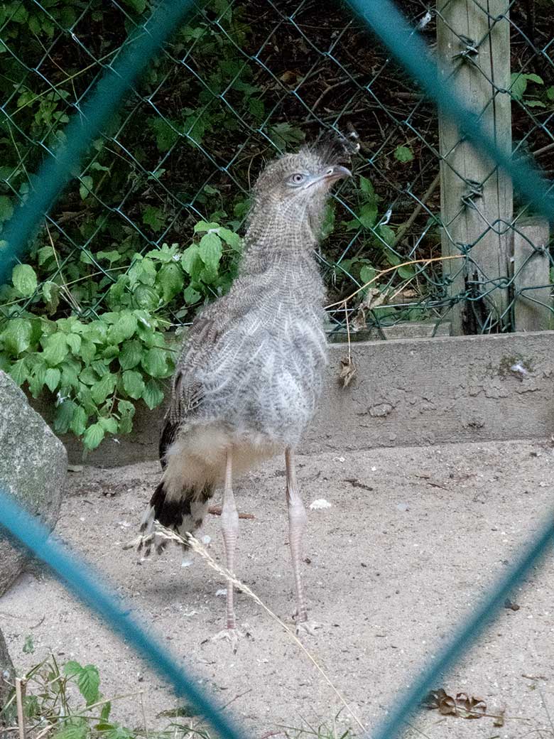 Seriema-Jungtier am 5. September 2019 in der Außenvoliere am Greifvogel-Haus im Grünen Zoo Wuppertal