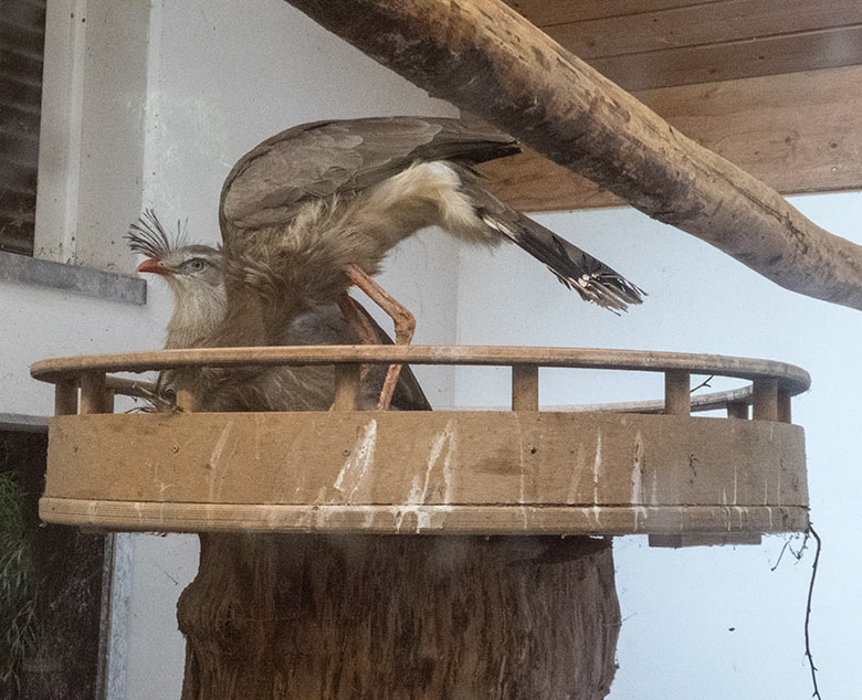 Seriema-Paar mit zwei (auf dem Foto unsichtbaren) Jungtieren im Nest am 14. Juli 2020 im Greifvogel-Haus im Wuppertaler Zoo