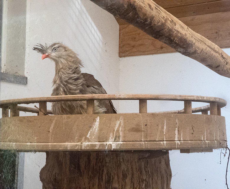 Seriema im Nest am 17. Juli 2020 im Greifvogel-Haus im Grünen Zoo Wuppertal