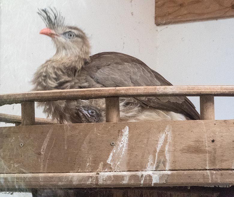 Seriema-Paar mit Jungvogel am 20. Juli 2020 im Greifvogel-Haus im Grünen Zoo Wuppertal
