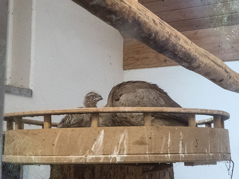 Seriema-Jungtier im Nest am 24. Juli 2020 im Greifvogel-Haus im Zoologischen Garten Wuppertal