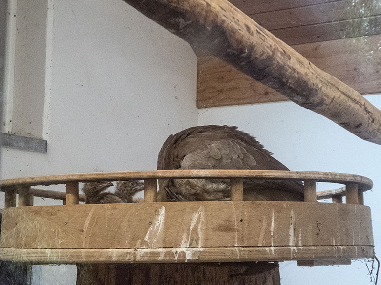 Zwei Seriema-Jungtiere im Nest am 24. Juli 2020 im Greifvogel-Haus im Zoo Wuppertal