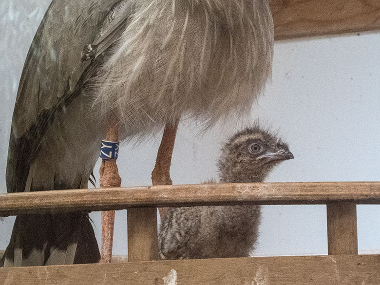 Seriema-Jungtier im Nest am 24. Juli 2020 im Greifvogel-Haus im Wuppertaler Zoo