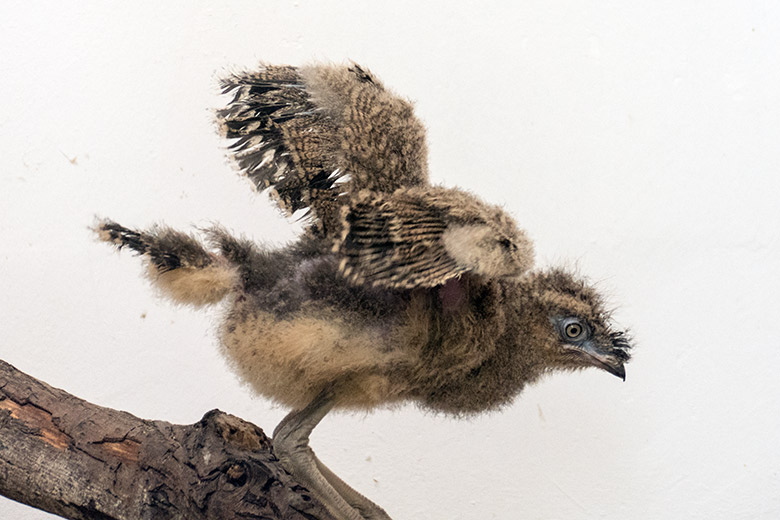 Rotfußseriema-Jungvogel am 3. August 2020 im Greifvogel-Haus im Wuppertaler Zoo