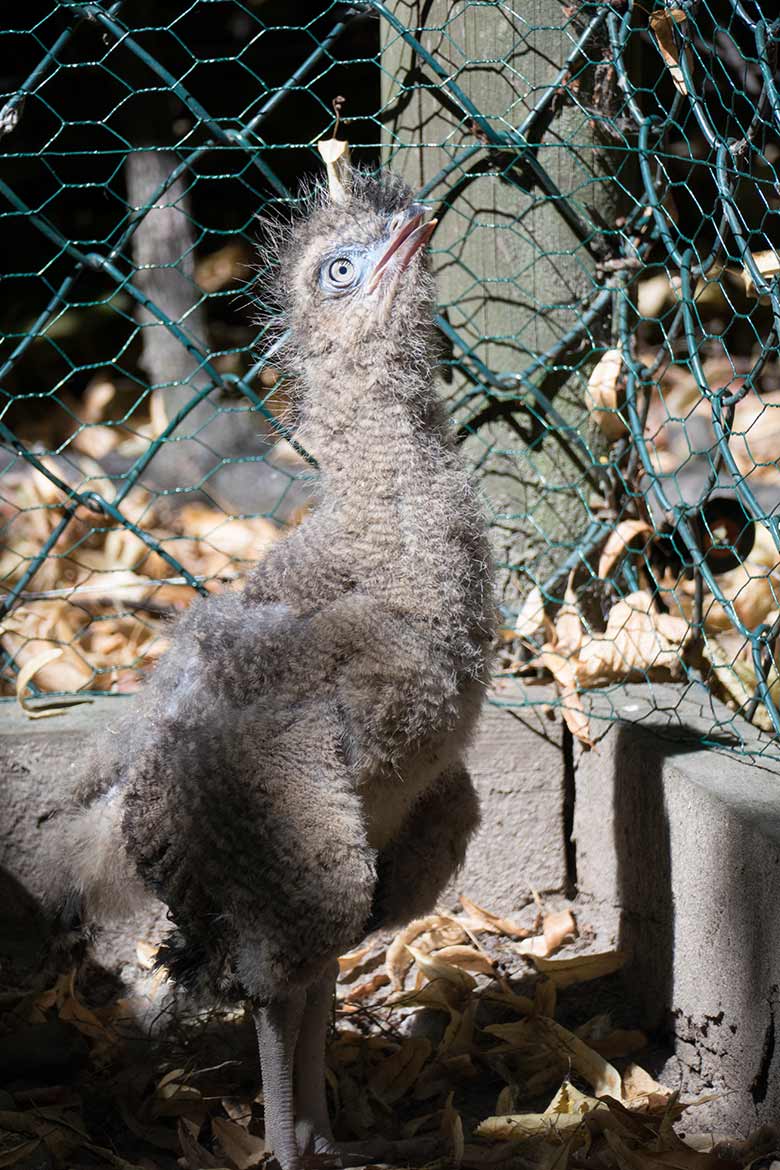 Rotfußseriema-Jungtier am 5. August 2020 in der Greifvogel-Voliere im Grünen Zoo Wuppertal