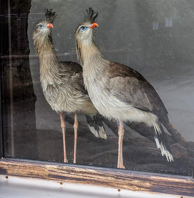 Rotfußseriema-Paar am 16. März 2021 hinter der Scheibe im Greifvogel-Haus im Grünen Zoo Wuppertal