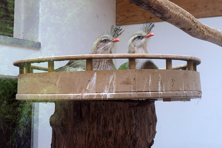 Rotfußseriema-Paar im Nest am 8. Mai 2021 im Greifvogel-Haus im Wuppertaler Zoo