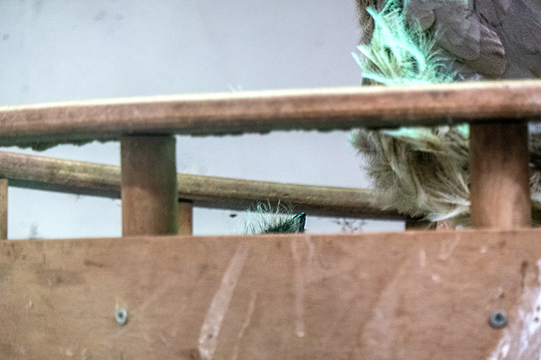 Rotfußseriema mit Küken im Nest am 1. Juni 2021 im Greifvogel-Haus im Grünen Zoo Wuppertal