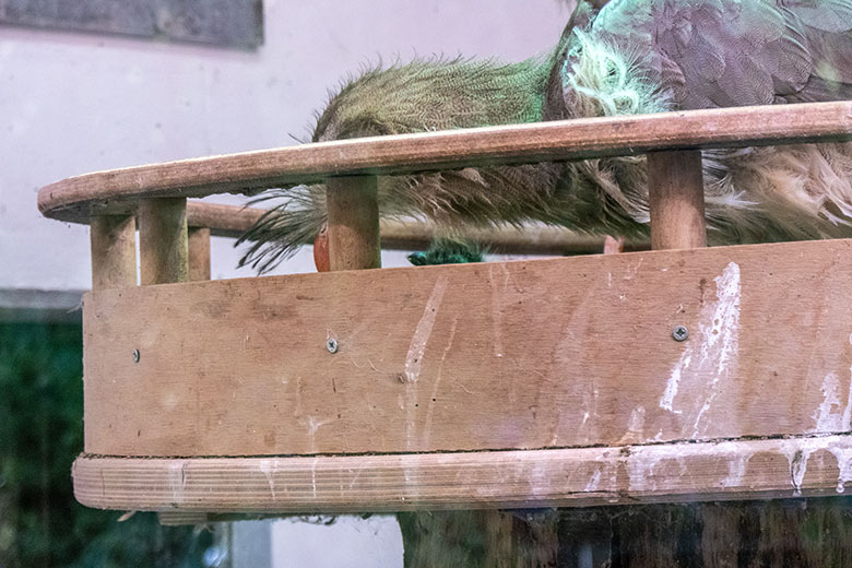 Rotfußseriema mit Küken im Nest am 1. Juni 2021 im Greifvogel-Haus im Wuppertaler Zoo