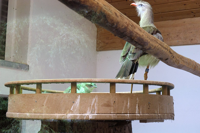 Männliche Rotfußseriema GREGOR mit Seriema-Küken im Nest am 23. Juni 2021 im Greifvogel-Haus im Grünen Zoo Wuppertal