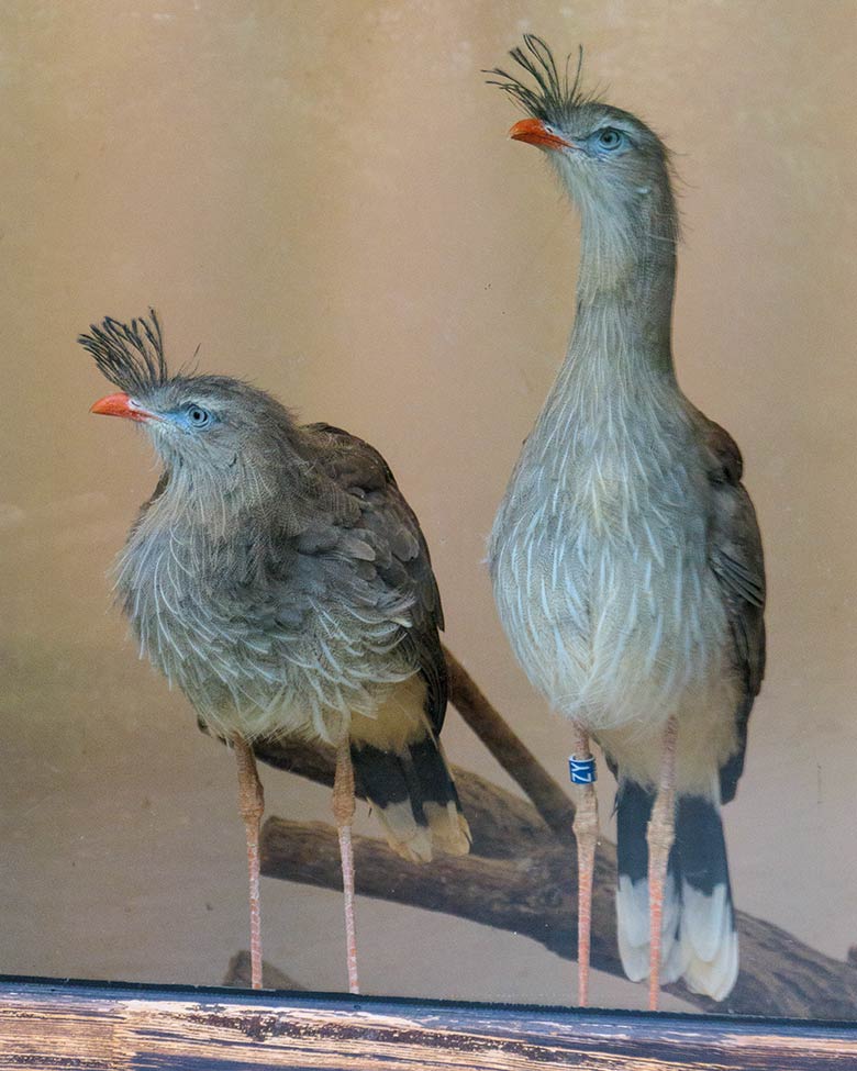 Rotfußseriema-Weibchen GONZO und Rotfußseriema-Männchen GREGOR am 1. Dezember 2021 hinter der Glasscheibe im Greifvogel-Haus im Wuppertaler Zoo
