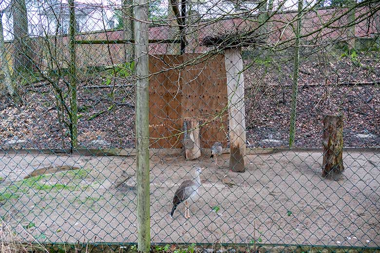 Rotfußseriema-Paar am 13. Januar 2023 in der linken Außenvoliere am Greifvogel-Haus im Grünen Zoo Wuppertal