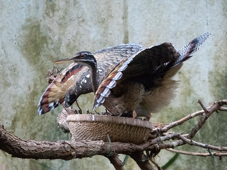 Sonnenrallen-Weibchen mit Jungtier im Nest am 23. März 2019 in der Freiflughalle am Vogel-Haus im Zoologischen Garten Wuppertal