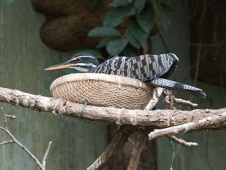 Brütendes Sonnenrallen-Weibchen am 18. April 2019 auf dem Nest in der Freiflughalle im Grünen Zoo Wuppertal