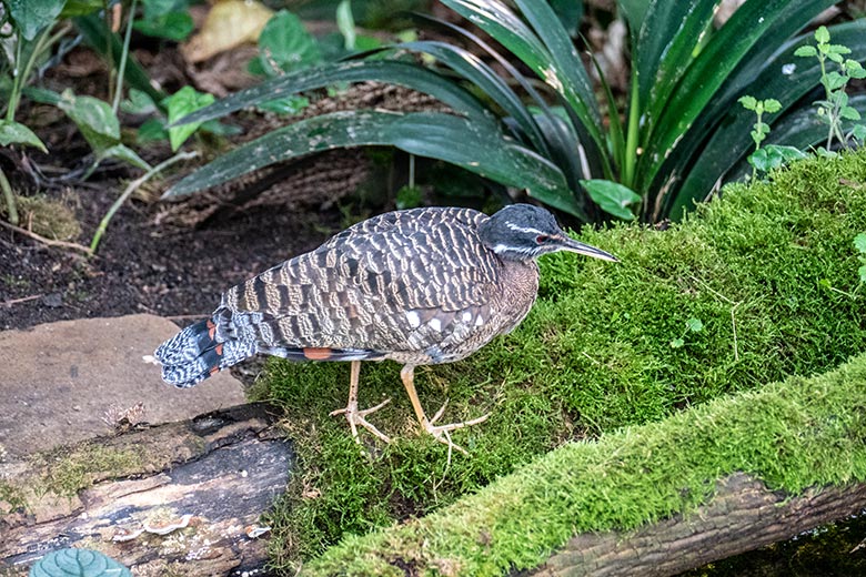 Weibliche Sonnenralle am 9. Juni 2024 in der Freiflughalle am Vogel-Haus im Grünen Zoo Wuppertal