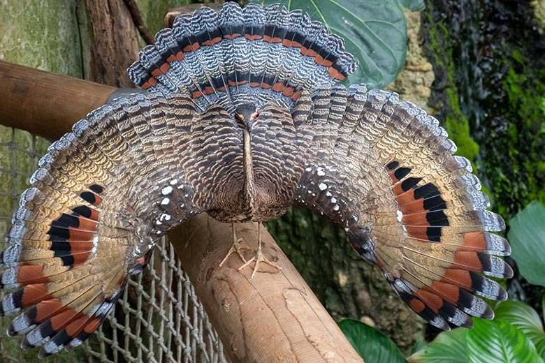 Weibliche Sonnenralle mit Drohgebärde am 29. Juni 2024 in der Freiflughalle am Vogel-Haus im Wuppertaler Zoo