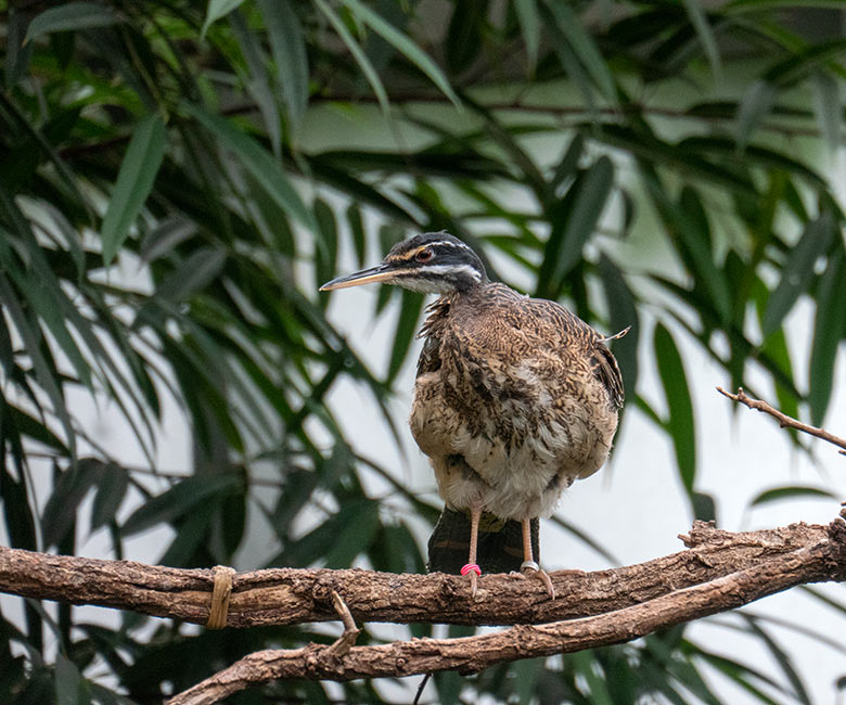 Männliche Sonnenralle am 6. Juli 2024 in der Freiflughalle am Vogel-Haus im Zoologischen Garten Wuppertal