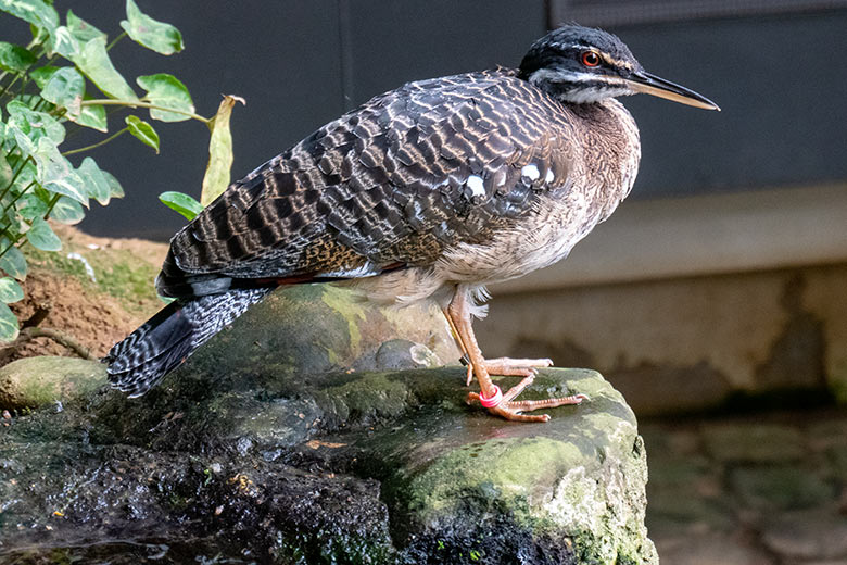 Männliche Sonnenralle am 9. Juli 2024 in der Freiflughalle am Vogel-Haus im Grünen Zoo Wuppertal