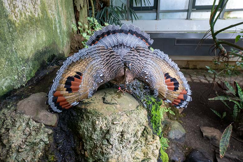 Männliche Sonnenralle mit Drohgebärde am 14. Juli 2024 in der Freiflughalle am Vogel-Haus im Wuppertaler Zoo