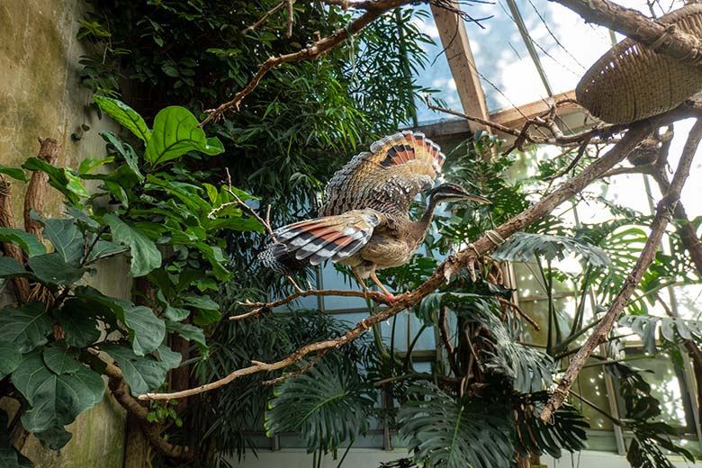 Männliche Sonnenralle mit Drohgebärde am 15. Juli 2024 in der Freiflughalle am Vogel-Haus im Grünen Zoo Wuppertal