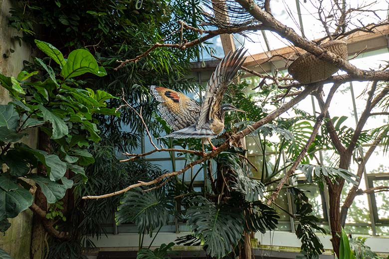 Männliche Sonnenralle mit Drohgebärde am 15. Juli 2024 in der Freiflughalle am Vogel-Haus im Zoologischen Garten der Stadt Wuppertal