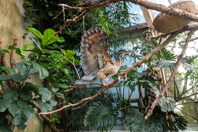 Männliche Sonnenralle mit Drohgebärde am 15. Juli 2024 in der Freiflughalle am Vogel-Haus im Zoo Wuppertal