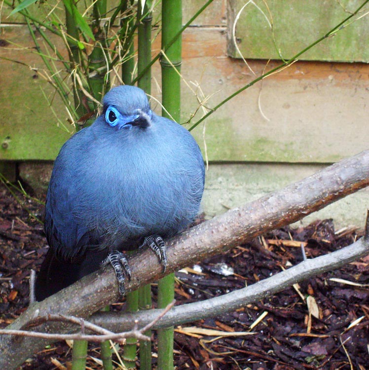 Blauer Seidenkuckuck im Zoologischen Garten Wuppertal im Mai 2010