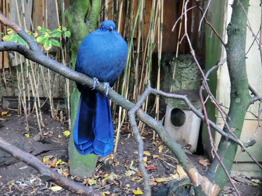 Blauer Seidenkuckuck im Zoo Wuppertal im Oktober 2013