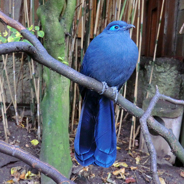 Blauer Seidenkuckuck im Wuppertaler Zoo im Oktober 2013