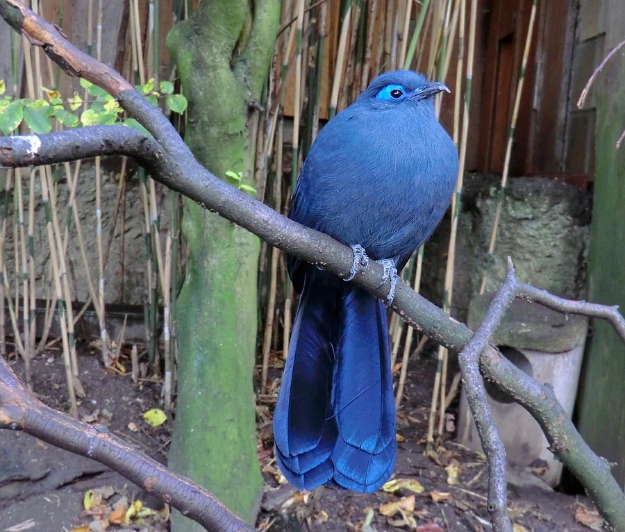 Blauer Seidenkuckuck im Zoo Wuppertal im Oktober 2013