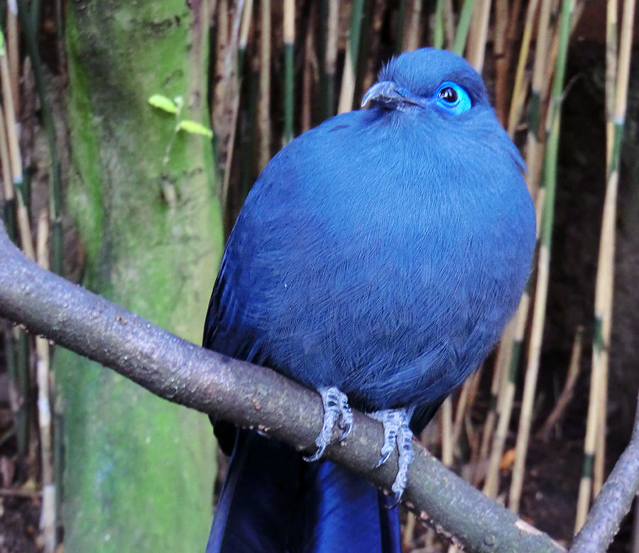 Blauer Seidenkuckuck im Zoologischen Garten Wuppertal im Oktober 2013