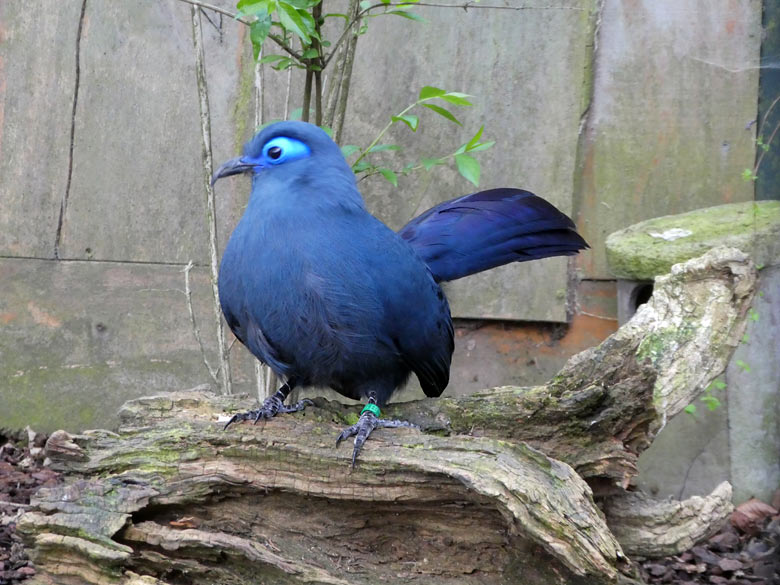 Blauer Seidenkuckuck am 13. April 2018 in der Außenvoliere im Wuppertaler Zoo