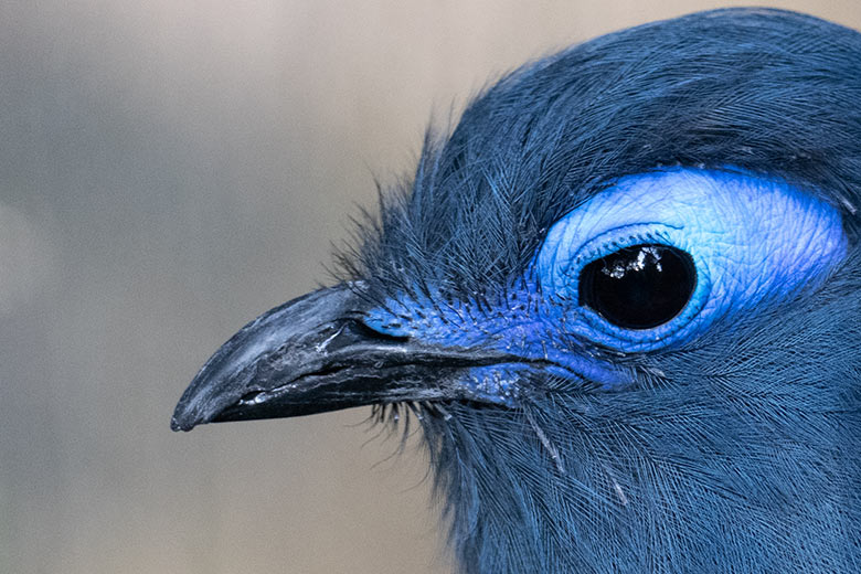 Blauer Seidenkuckuck am 21. September 2020 in der Madagaskar-Voliere im Wuppertaler Zoo