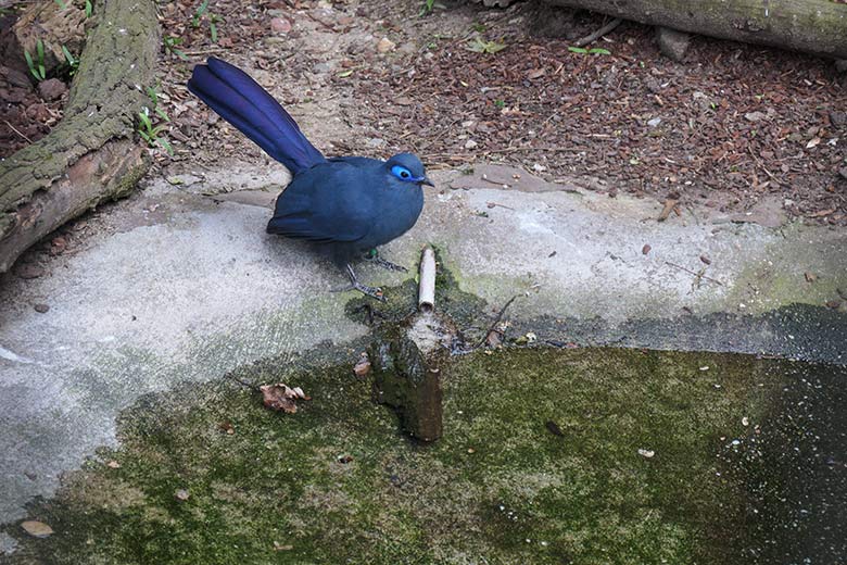 Blauer Seidenkuckuck am 3. Mai 2021 in der Madagaskar-Voliere neben dem historischen Gebäude der Zoo-Direktion im Wuppertaler Zoo