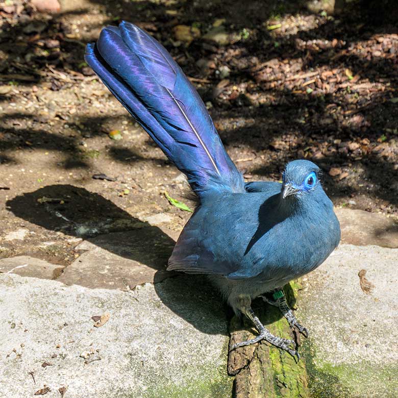 Blauer Seidenkuckuck FRIDOLIN am 29. Mai 2021 in der Madagaskar-Voliere im Zoologischen Garten der Stadt Wuppertal