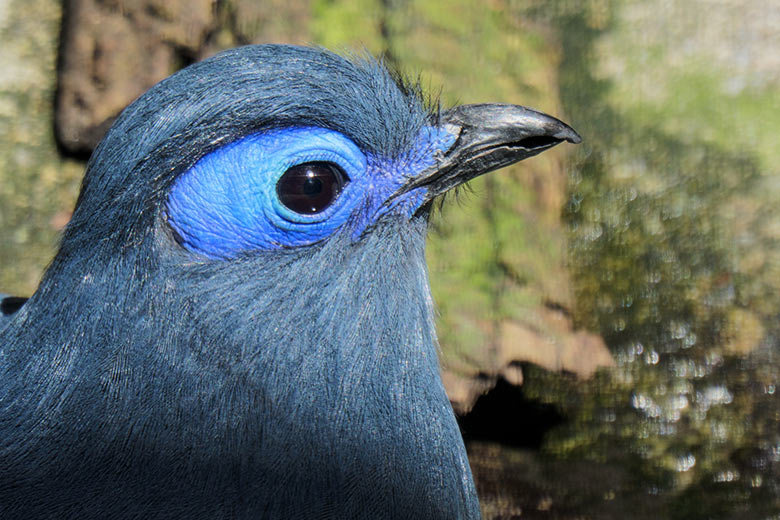 Blauer Seidenkuckuck FRIDOLIN am 29. Mai 2021 in der Madagaskar-Voliere im Grünen Zoo Wuppertal