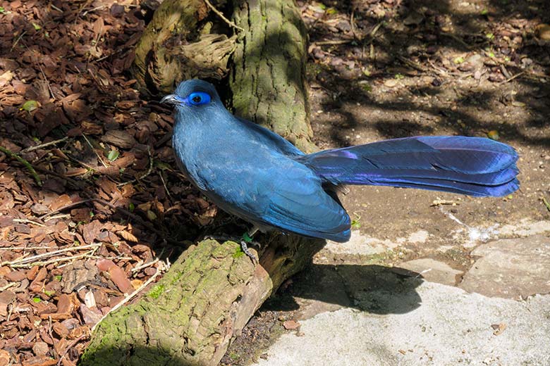 Blauer Seidenkuckuck FRIDOLIN am 29. Mai 2021 in der Madagaskar-Voliere im Wuppertaler Zoo