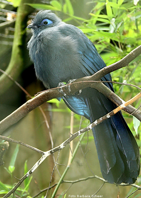 Blauer Seidenkuckuck im Wuppertaler Zoo (Foto Barbara Scheer)