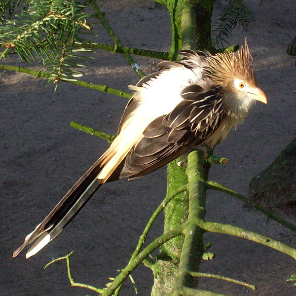 Guirakuckuck im Wuppertaler Zoo im Januar 2009