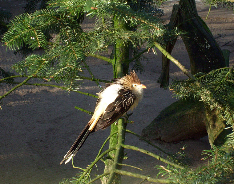 Guirakuckuck im Zoologischen Garten Wuppertal im Januar 2009